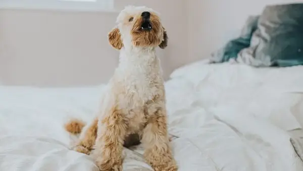 Een effectieve manier om open honden te behandelen