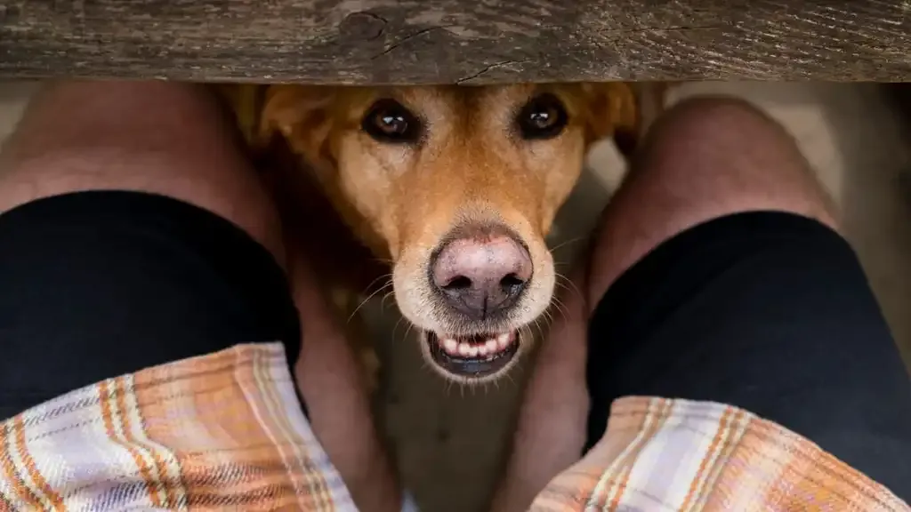 Úzkosť z odlúčenia psa: Bojí sa váš pes, že vás pustí z dohľadu?