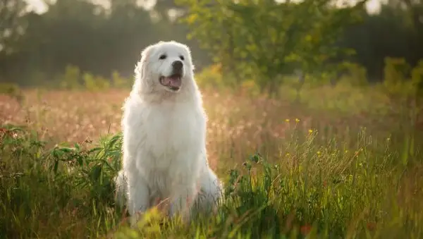 Как да тренирате скучното си добитък куче