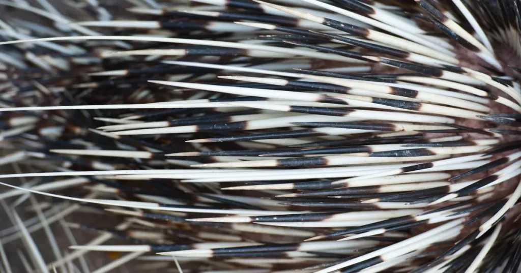 Kutyák és disznók