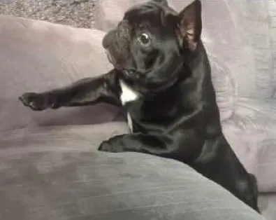 7 pasa koji su užasni u dovođenju