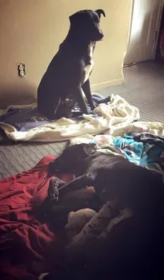 Pas heroj spasio mamu psa i 10 bolesnih štenaca