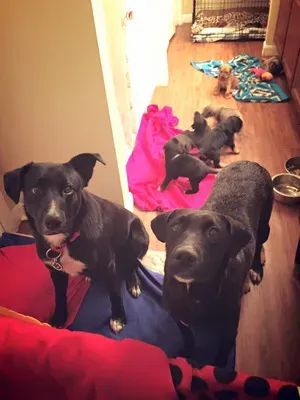 Pas heroj spasio mamu psa i 10 bolesnih štenaca