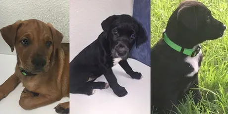 Pas heroj spasio mamu psa i 10 bolesnih štenaca