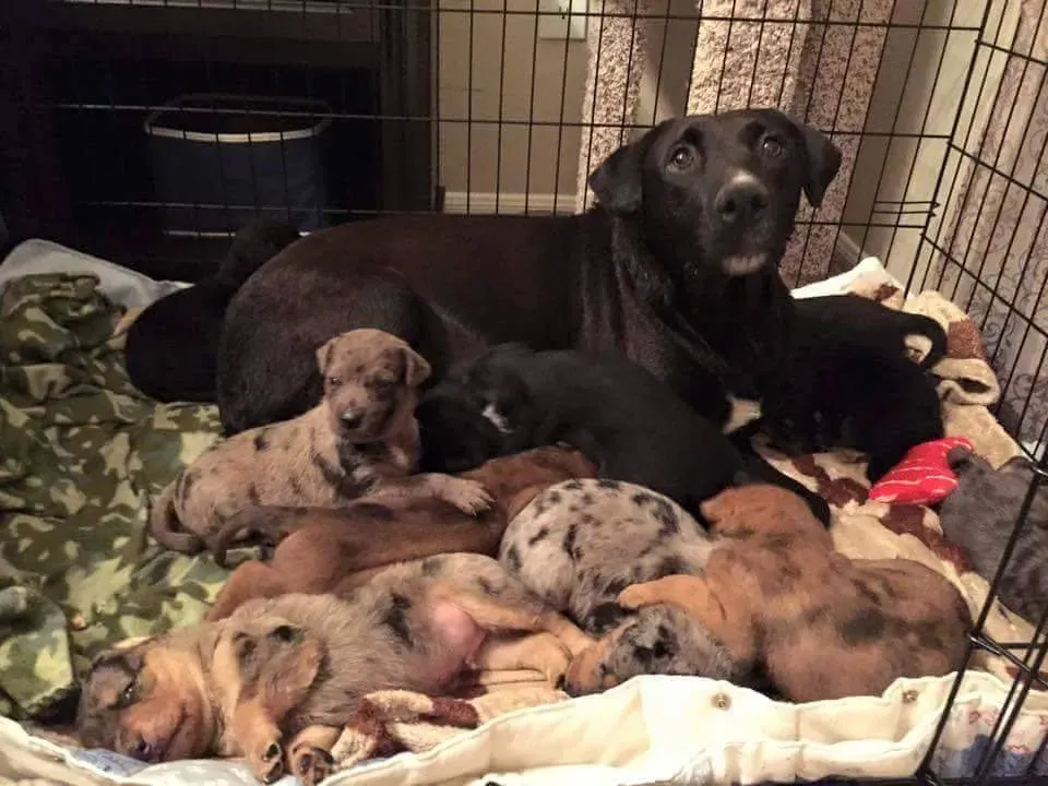 Собака-герой спасает маму-собаку и 10 больных щенков