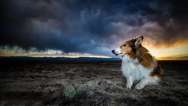 그러나 -Cush -Multiplication : 증상, 요인,