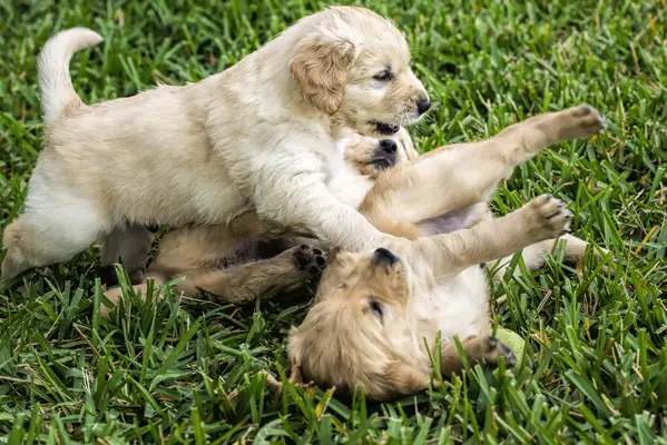 Cómo notar la diferencia entre peleas de perros y juego de perros
