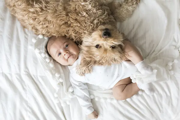 新しい赤ちゃんの到着のためにあなたの犬を準備する