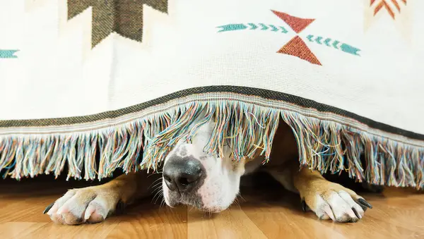 Tempestade de tempestade elétrica: o que é e como é?