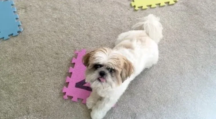 Cooper pot ser el Shih Tzu més intel·ligent del món