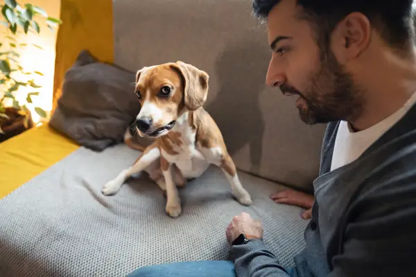 Dominação: a linguagem grossa do treinamento de cães