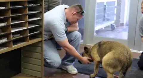 תודה למיקרופוס, שבעה כלבים מאושרים בבית