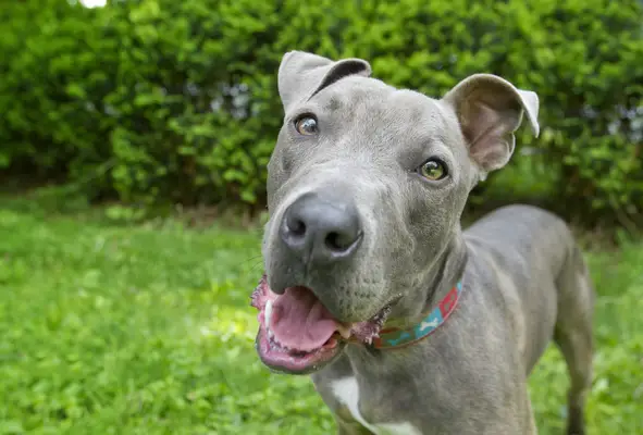 Американският тест за темперамент на американския териер има шокиращи резултати