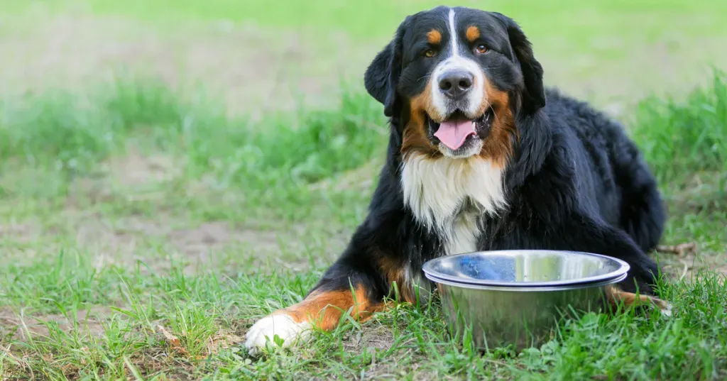 Mogu li psi odrediti vrijeme?