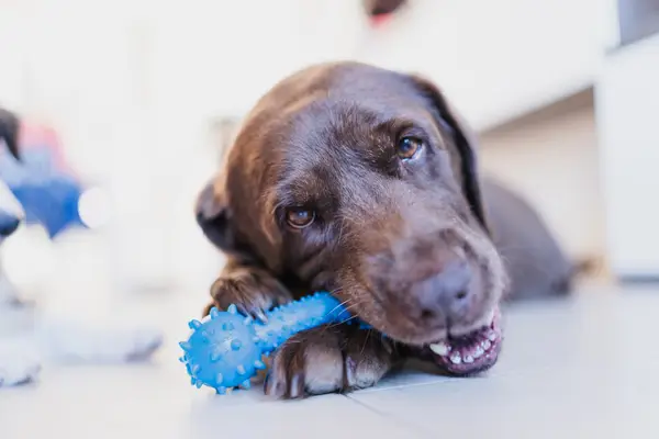 כיצד להתמודד עם התנהגות ביטוח כלבים
