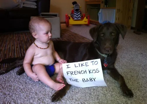 25 fotos de vergonha pública de cães' title=