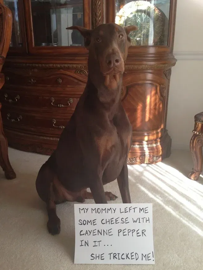 25 fotos de vergonha pública de cães' title=