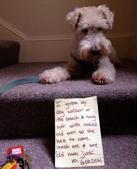 25 fotos de vergonha pública de cães' title=