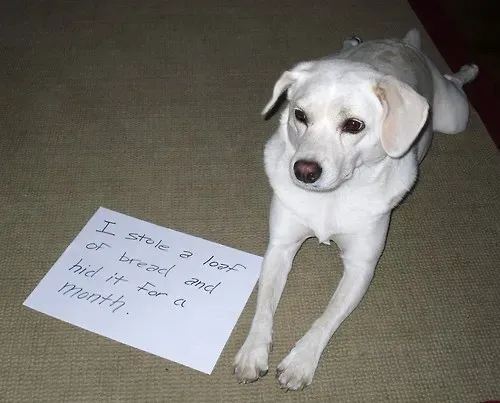 25 fotos de vergonha pública de cães' title=