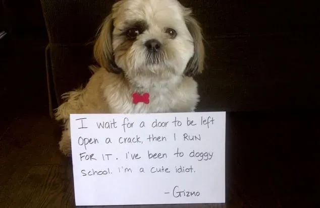 25 fotos de vergonha pública de cães' title=