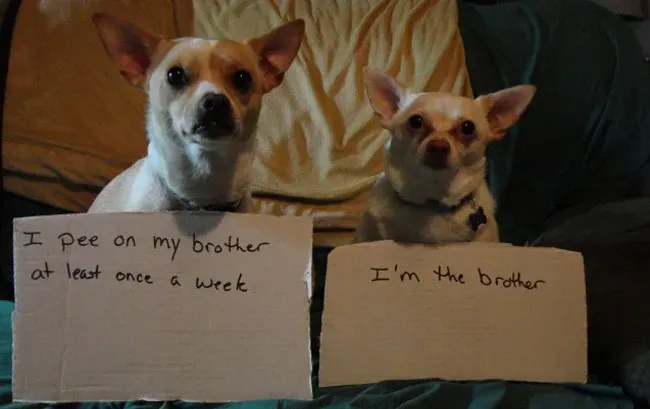 25 fotos de vergonha pública de cães' title=