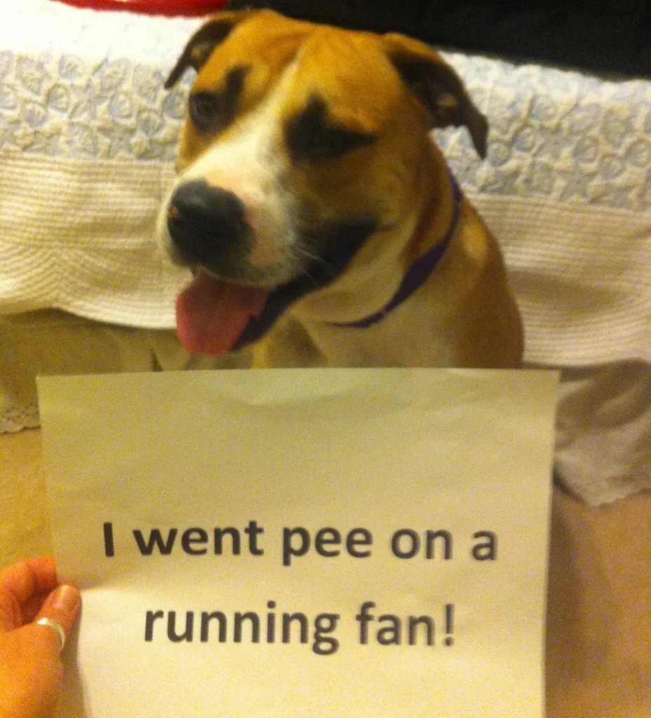 25 fotos de vergonha pública de cães' title=