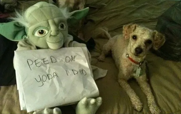 25 fotos de vergonha pública de cães' title=