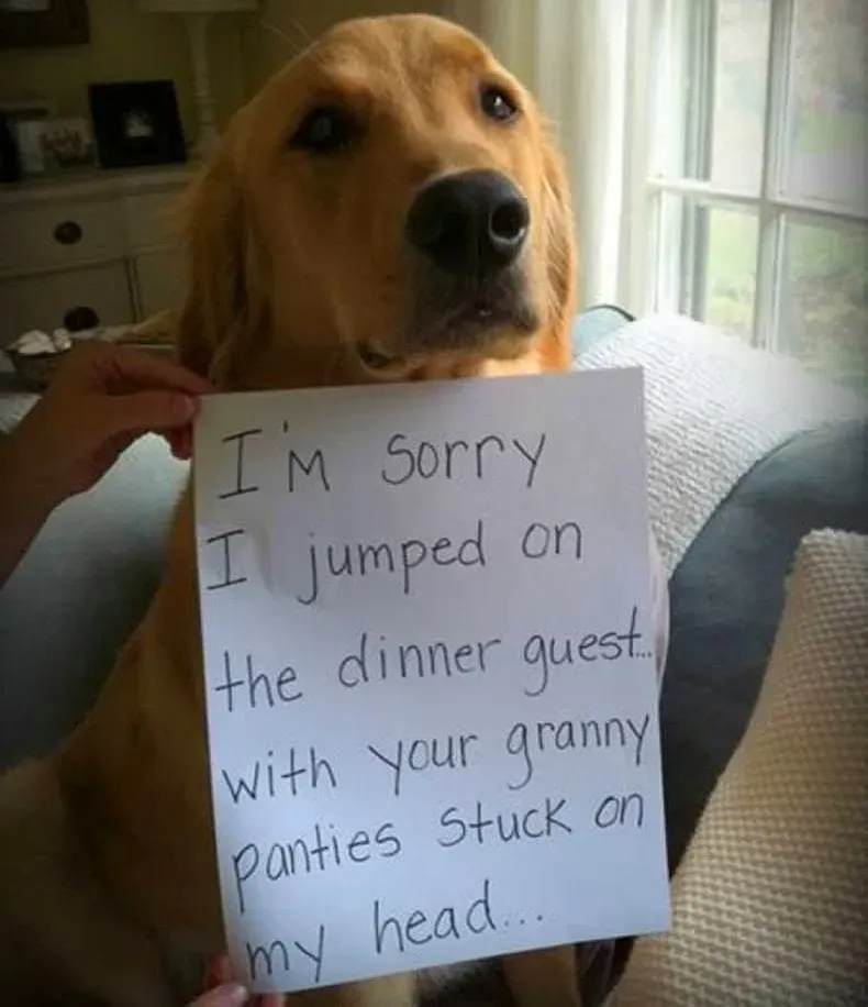 25 fotos de vergonha pública de cães' title=