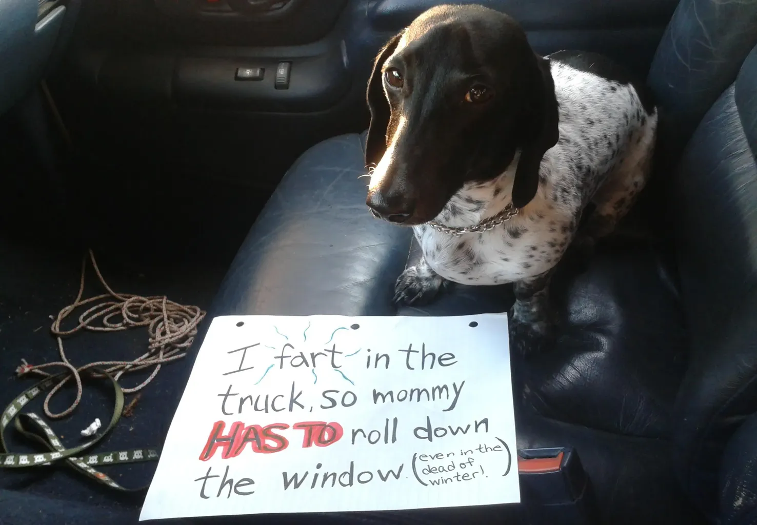 25 fotos de vergonha pública de cães' title=