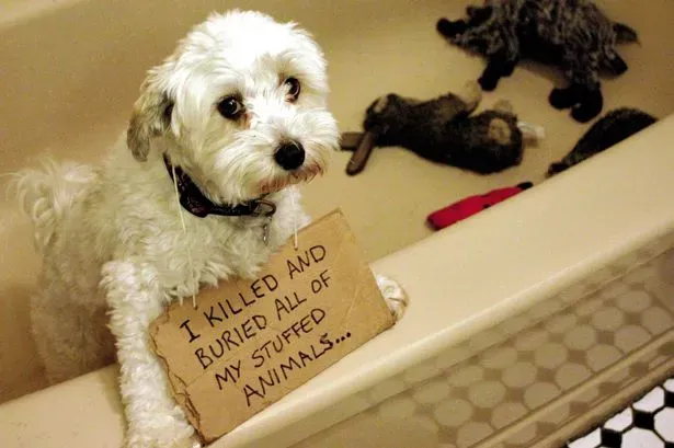 25 fotos de vergonha pública de cães' title=