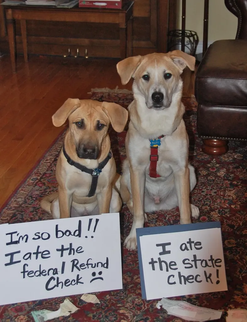 25 fotos de vergonha pública de cães' title=