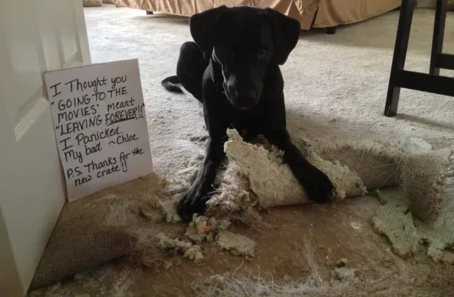 25 fotos de vergonha pública de cães' title=