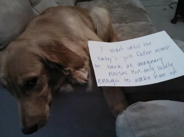 25 fotos de vergonha pública de cães' title=