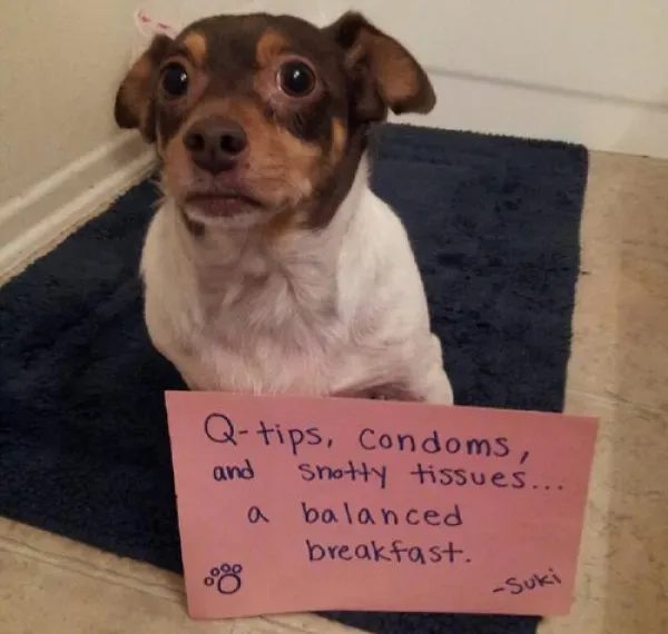 25 fotos de vergonha pública de cães' title=