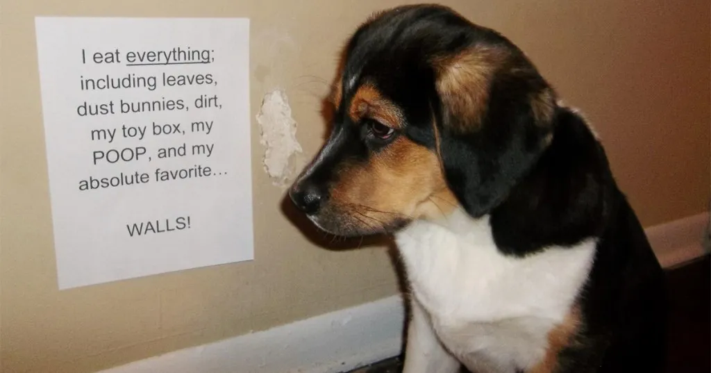 25 Bilder von öffentlichem Dogshaming