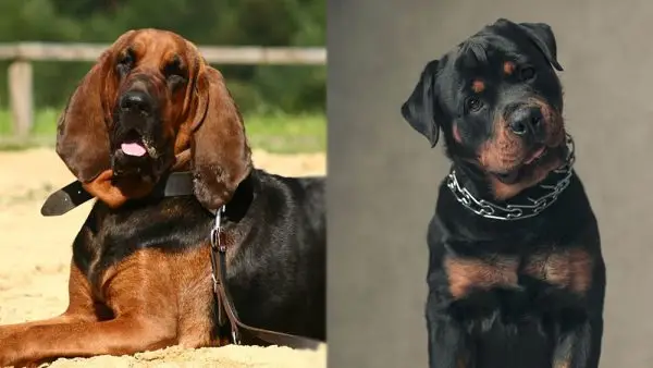 Razas parentales de mezcla de Bloodhound Rottweiler