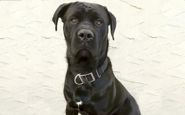 Cane Corso Presa Canario Mix