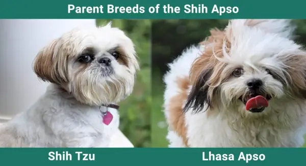 Forældreracer_Shih-Apso