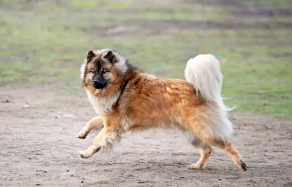 eurasier hund, der løber udendørs