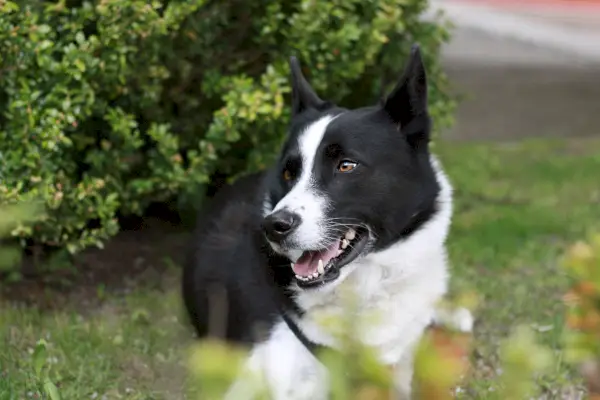 Karelske bjørnehund Nærbillede