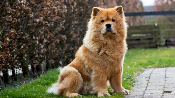 chow chow