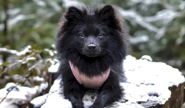 sort pomeranian hvalp på fokus foto