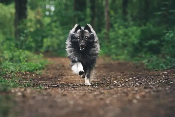 Keeshond løber i skoven
