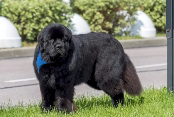 Newfoundland hund stående i græsset