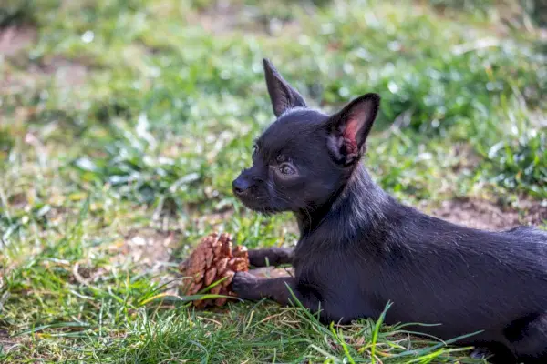 Chi Poo chiot mâchant une pomme de pin