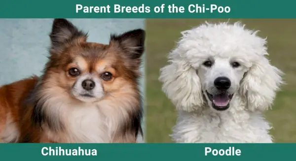 Parent_races_Chi-Poo