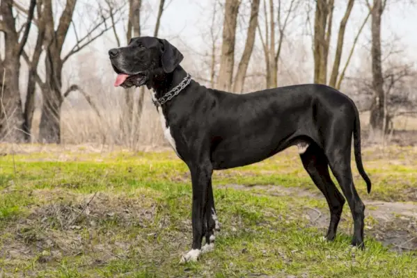Great Dane Dog buiten wandelen