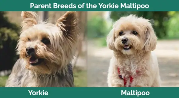 Yorkie Maltipoo vecāku šķirne: pa kreisi - Yorkie (Petra, Pixabay); Pa labi — Maltipū (Irsans Ianušiss, Shutterstock)