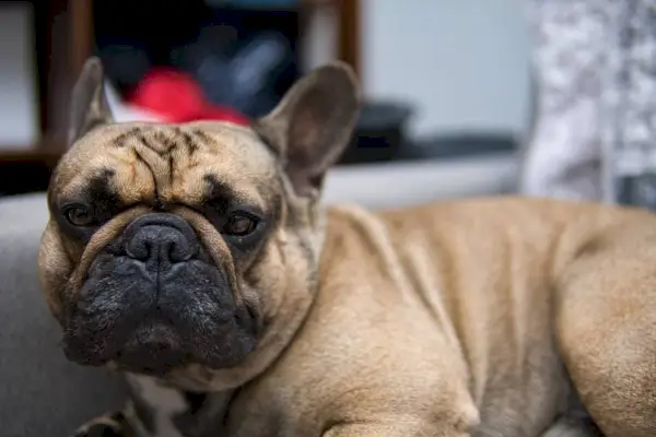 Sobolí francúzsky buldog