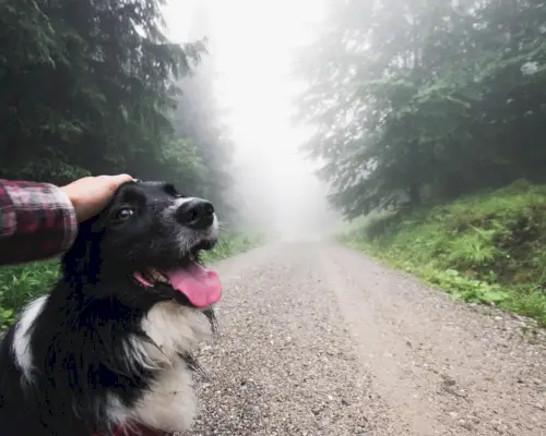 osoba koja tapše odraslog crno-bijelog graničnog kolija